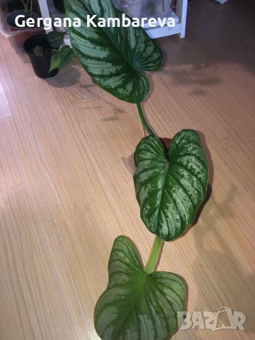 Philodendron Mamei , снимка 4 - Стайни растения - 45532590