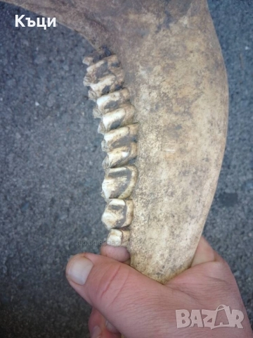 Челюсти от крава. , снимка 4 - Други - 52201884