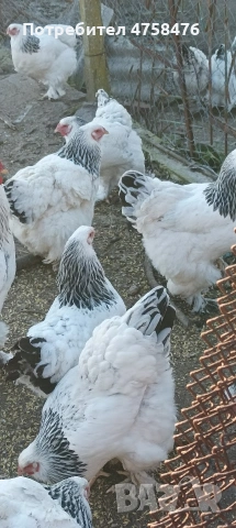 яйца за лепене от Колумбийска брама , снимка 2 - Кокошки и пуйки - 54178604