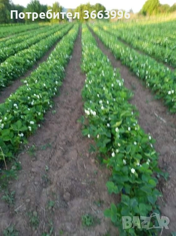 продавам фантастичен разсад ягоди и малини , снимка 13 - Разсади - 53688553