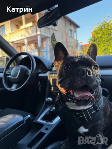 Френски булдог за разплод, снимка 3 - Френски булдог - 51360133