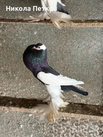 Седлати болани, снимка 8 - Гълъби - 52189433