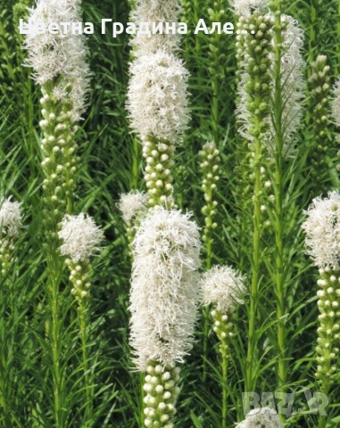 Комплект 20 бр.луковици, 4 вида цветя , снимка 4 - Сортови семена и луковици - 54053421