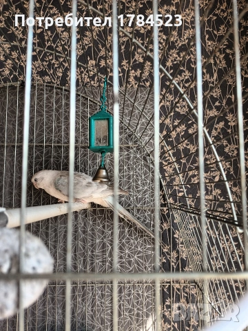 Женски пойни папагали 2025г, снимка 3 - Папагали - 53632541