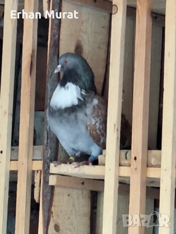 gılıbi, снимка 15 - Гълъби - 51081727