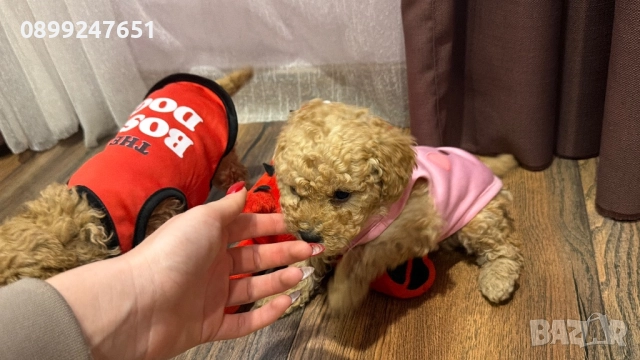 Пудел тойчета , снимка 3 - Пудели - 52671681