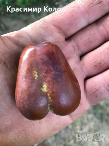 Китайска фурма, Хинап, плодове, лечебни растения, снимка 2 - Домашни продукти - 47214623