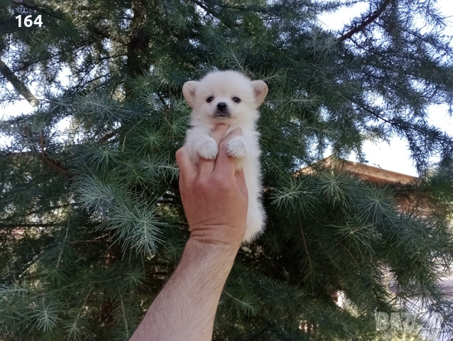 Мини Шпиц - Померан. Мъжки и женски кученца. , снимка 4 - Померан - 53806967