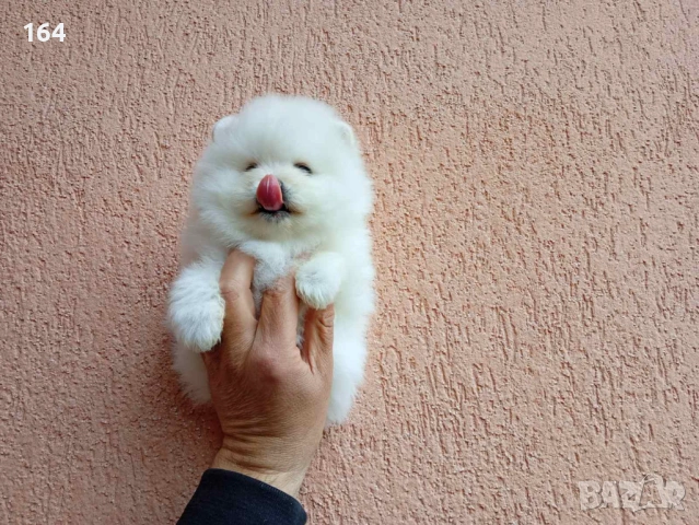 Померани. Реални снимки !!!, снимка 14 - Померан - 54015787