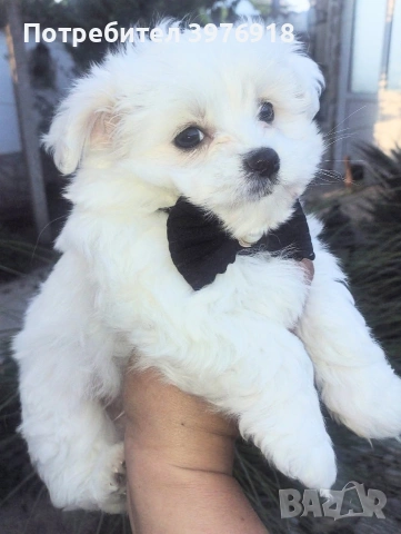 предлагам малтийски болонки 