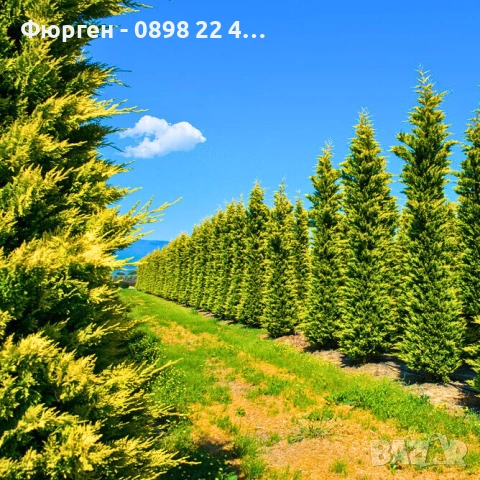 Кипарис Лейланди „Gold Rider“ (Златен ездач) Cupressocyparis leylandii ‘Gold Rider’, снимка 6 - Разсади - 52899095