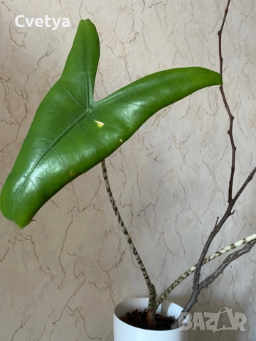 Алоказия-зебрина, снимка 2 - Стайни растения - 52773882