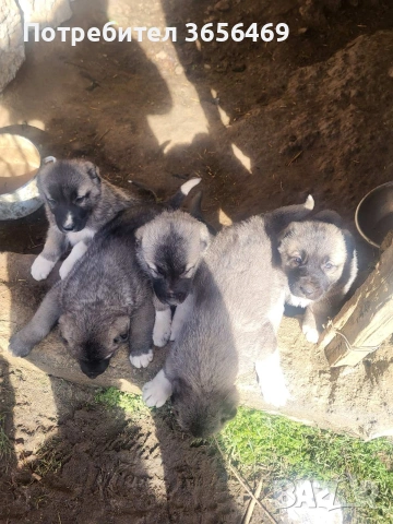 Породисти КАНГАЛИ., снимка 3 - Кангал - 53622874