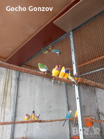 Гулдови амадини, снимка 1