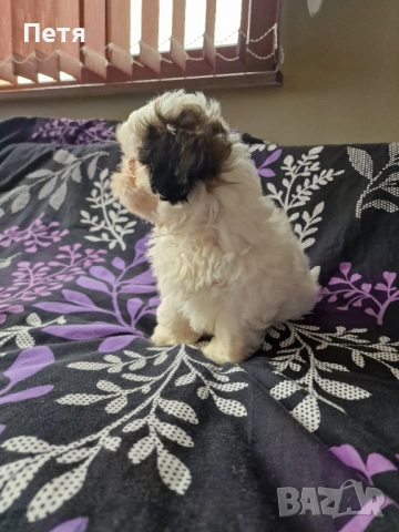 Ши тцу -момче, снимка 2 - Ши Тцу - 53200286