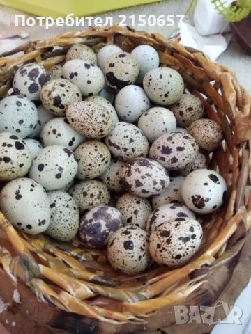 Продавам яйца от пътпъдъци 25ст., снимка 1 - други­ - 45760907