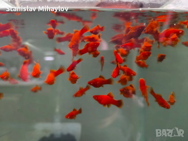 Червен Рубинен Хелер, снимка 1