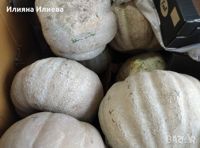 продавам семена за садене на български бели тикви кестенки ,мускат и цигулки, снимка 4 - Сортови семена и луковици - 54016618