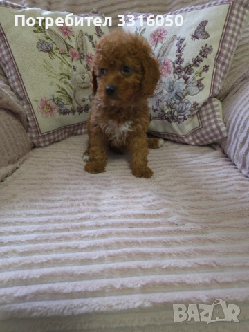Мини пудел, снимка 7 - Пудели - 54196070