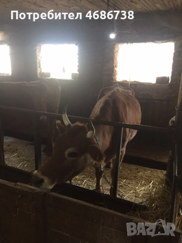 Продавам крави прясно отелени и бременни, снимка 3 - Крави - 52838844