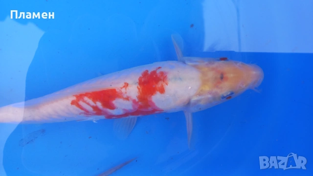 Японски шаран KOИ, снимка 6 - Рибки - 49475855