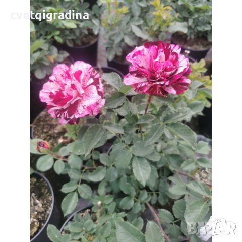 Роза 'Julio Iglesias ®' Rose., снимка 1 - Градински цветя и растения - 45322526
