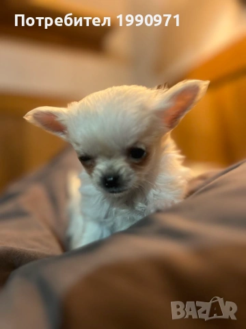 Супер красиво Бяло мини чихуахуа. Момче на 2 мес., снимка 6 - Чихуахуа - 53088543