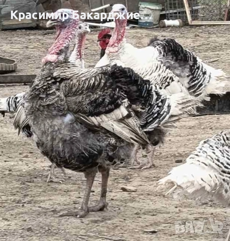 Продавам оплодени пуешки яйца