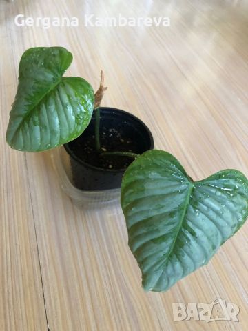 Philodendron Sodiroi , снимка 1 - Стайни растения - 46205990