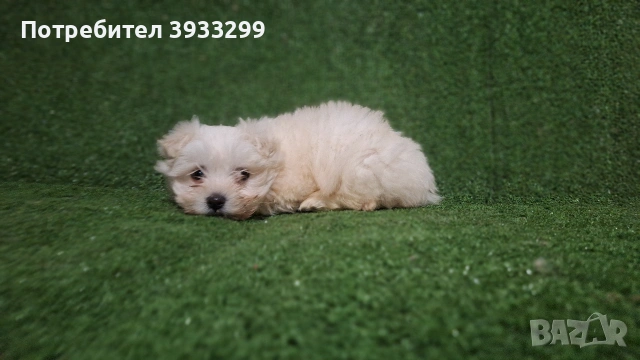 Малтийска болонка мини момиче, снимка 6 - Болонка - 53116936