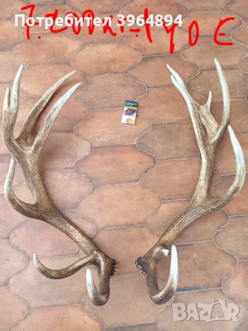 рога от благороден елен , снимка 4 - Декорация за дома - 53884072