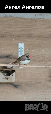 зеброви амадини , снимка 2 - Амадини - 53931077