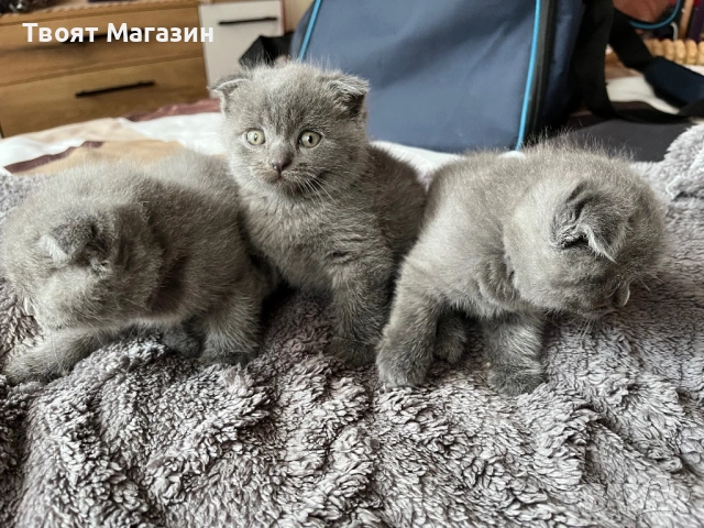 Малки шотландски клепоухи пухкави съкровища търсят своя нов дом! 🐾, снимка 3 - Британска късокосместа - 53889145