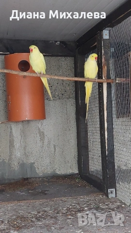 Малък александър 