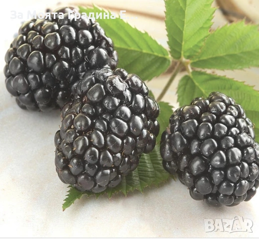 Гигантска Къпина, без бодли! , снимка 7 - Градински цветя и растения - 53620282