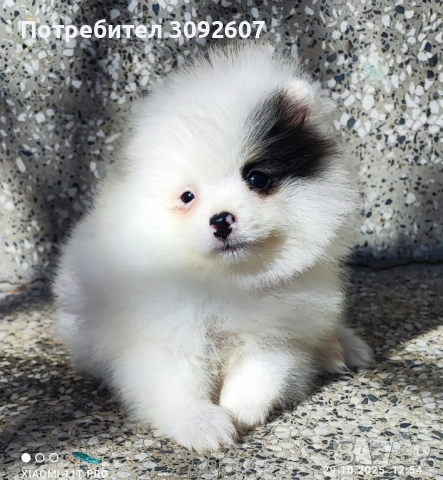 Померанче момче , снимка 8 - Померан - 52230751
