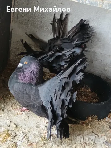 Гълъби Фенерлии , снимка 3 - Гълъби - 50297872