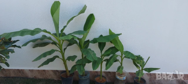 Студеноустойчиви Банани Муса Баджо , снимка 2 - Градински цветя и растения - 51379805