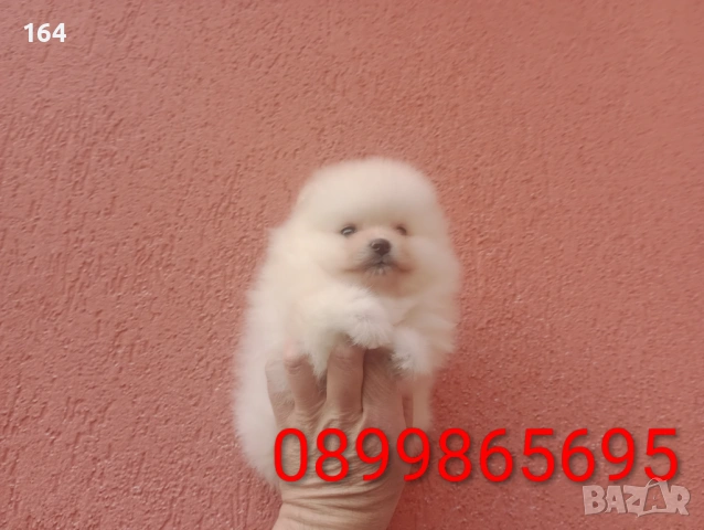 Померани. Момиче и момче. Реални снимки от 08.02.26 г, снимка 7 - Померан - 53416990