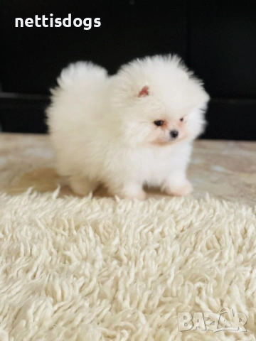 Уникално сладки Померани с Родословие, снимка 5 - Померан - 38687917