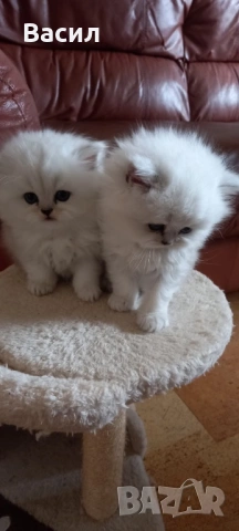 Персийски котенца ,цвят сребърна чинчила , снимка 2 - Персийска - 54087757