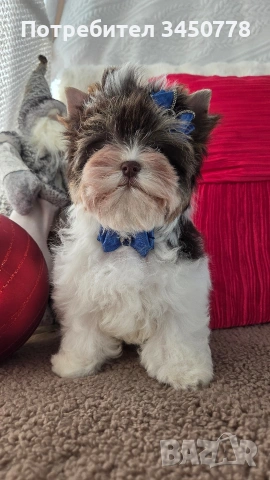 мини йоркшир момче, снимка 5 - Йоркширски териер - 53006502