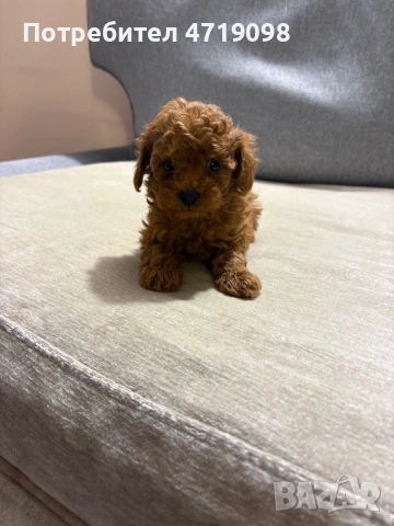 Той Пуделчета, снимка 5 - Пудели - 53223438