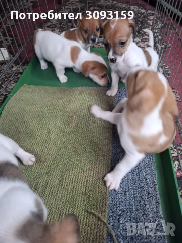 Продавам  , снимка 7 - Джак ръсел териер - 52794264