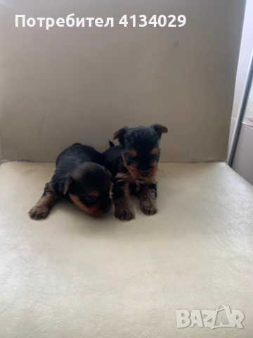 Две мини Йорки мъжки на 1 година и един стандартен мъжки, снимка 2 - Йоркширски териер - 53227851