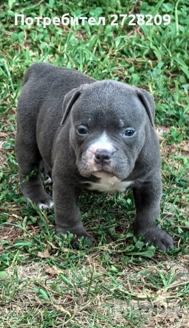 Американско Були Покет/ American Bully Pocket