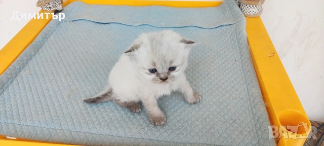 Кълърпойнтчета шотландски, снимка 12 - Британска късокосместа - 54252898