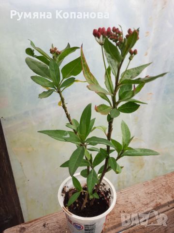 Асклепиас , снимка 1 - Градински цветя и растения - 45568594