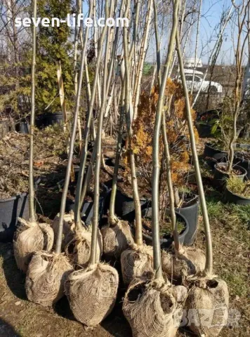 Фиданки медоносна липа и акация с наситен аромат , снимка 2 - Градински цветя и растения - 38344996