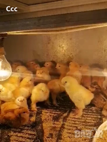 Инкубатор Клео 5, снимка 2 - За птици - 53714070